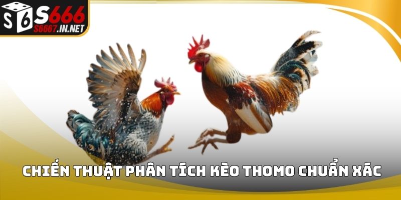 Bí quyết soi kèo thomo từ cao thủ Bí quyết soi kèo thomo từ cao thủ